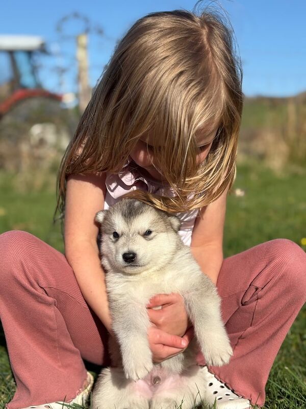Malamute Puppies For Sale