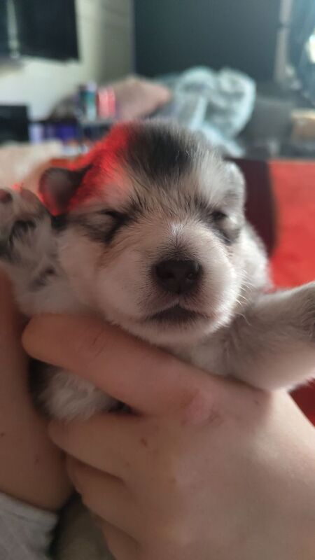KC Registered Champion Alaskan Malamute puppies for sale in Bathgate, West Lothian