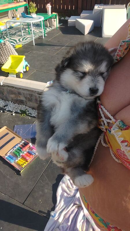 KC Registered Champion Alaskan malamute puppies for sale in Bathgate, West Lothian