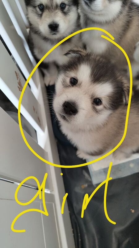 KC Registered Champion Alaskan malamute puppies for sale in Bathgate, West Lothian | Image 1
