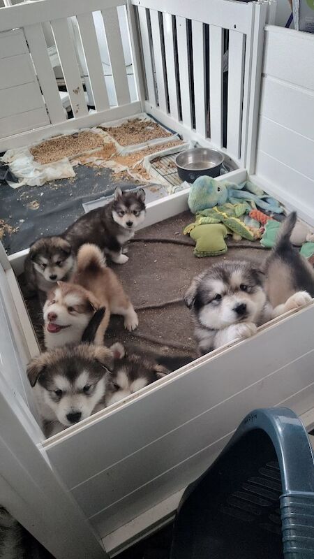 KC Registered Champion Alaskan malamute puppies for sale in Bathgate, West Lothian | Image 3