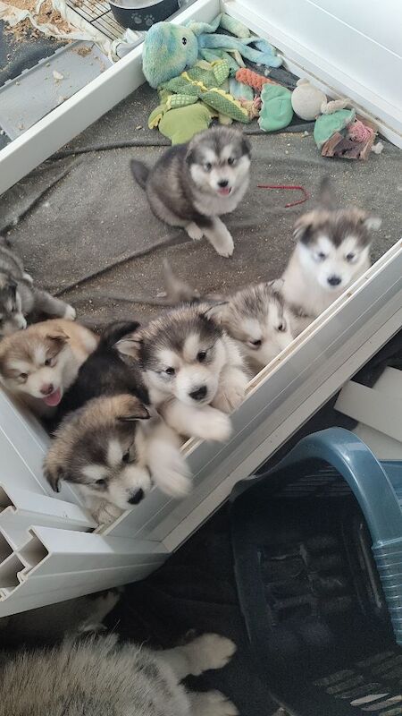 KC Registered Champion Alaskan malamute puppies for sale in Bathgate, West Lothian | Image 2