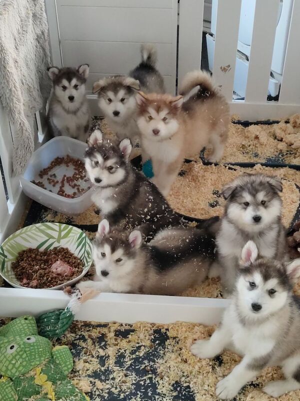 KC Registered Champion Alaskan malamute puppies for sale in Bathgate, West Lothian | Image 3