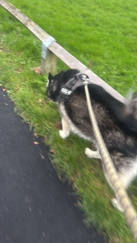 Malamute Puppies For Sale