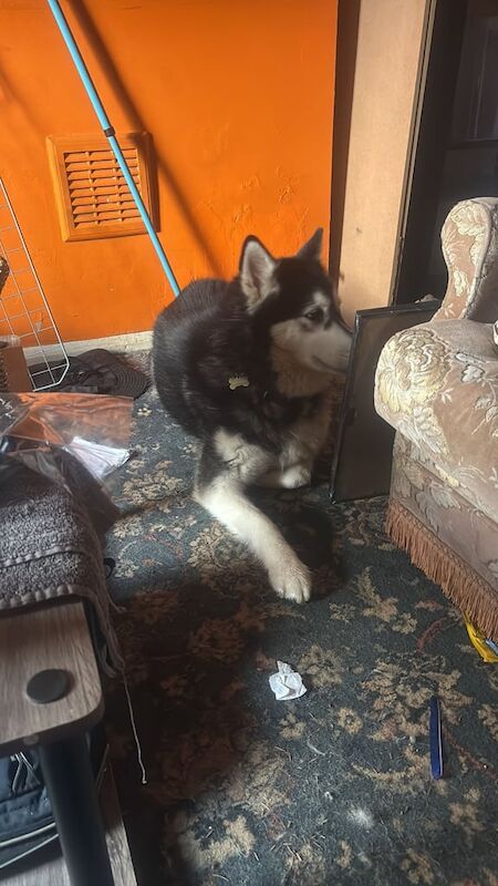 Alaskan Malamute puppies for sale in Wetherby, West Yorkshire – 9 years old - Image 3 of 3