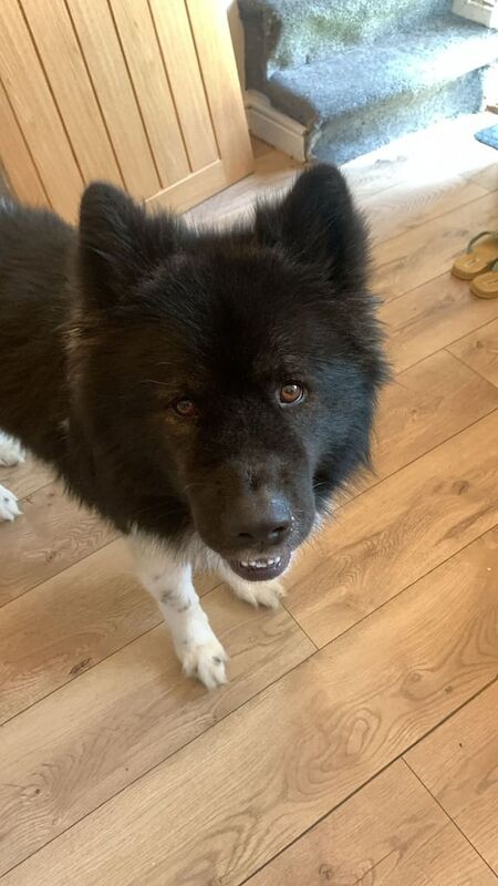 Alaskan Malamute puppies for sale in Oldham, Greater Manchester – 4 years old