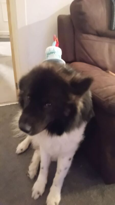 Alaskan Malamute puppies for sale in Oldham, Greater Manchester – 4 years old - Image 2 of 3