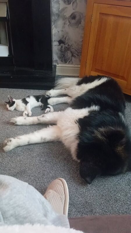 Alaskan Malamute puppies for sale in Oldham, Greater Manchester – 4 years old - Image 3 of 3