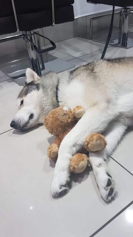 Alaskan Malamute puppies for sale in Uttoxeter, Staffordshire – 12 years old