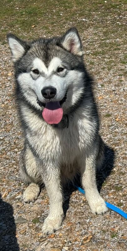 Malamutes for adoption for sale in Surbiton, Greater London