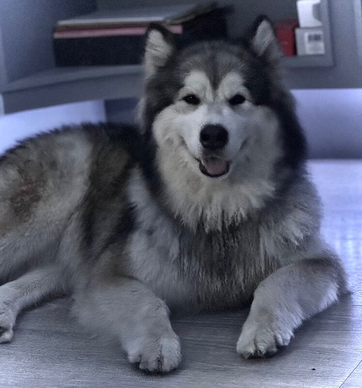 Malamutes for adoption for sale in Surbiton, Greater London - Image 2