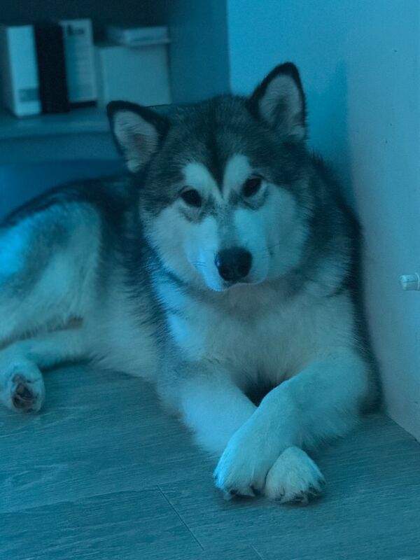 Malamutes for adoption for sale in Surbiton, Greater London - Image 3
