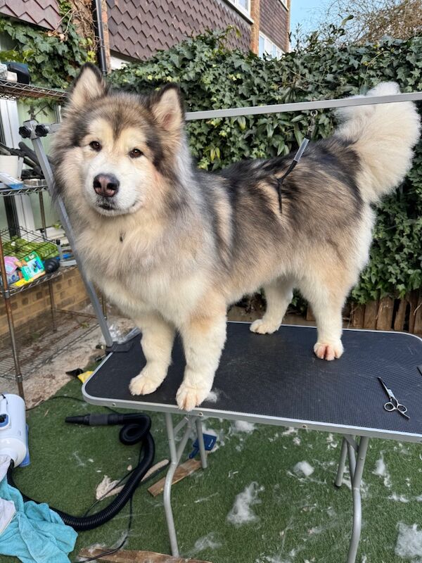 Malamutes for adoption for sale in Surbiton, Greater London - Image 4