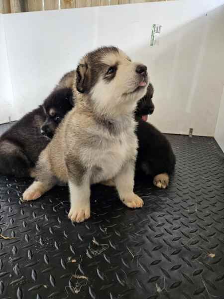 PURE Alaskan malamute puppies for sale in Pollhill, Kent