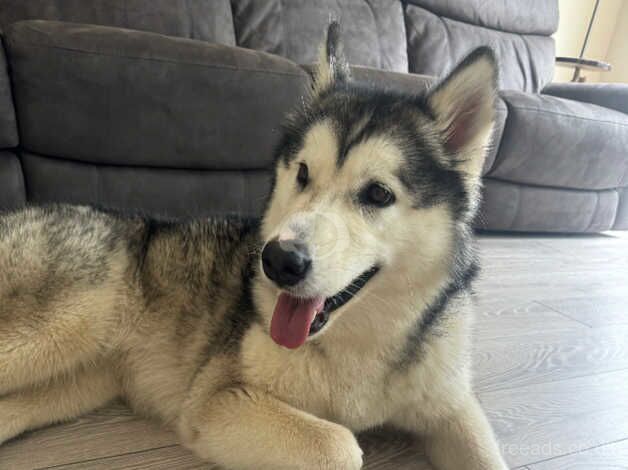 Shadow the malamute for sale in Woking, Surrey