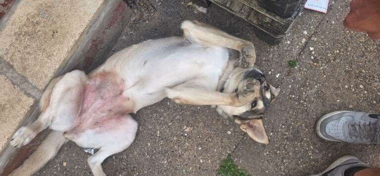 Alaskan Malamute Puppies For Sale Under £1,000