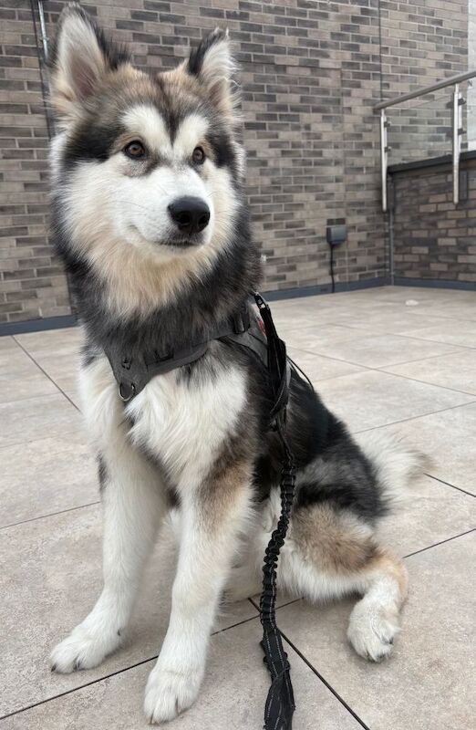 Kennel Club Registered Alaskan Malamute Puppies For Sale