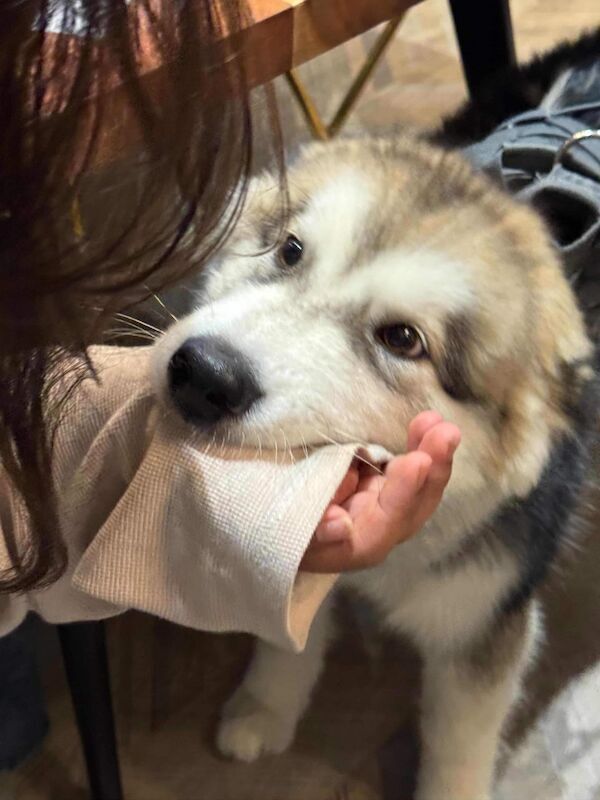 Urgent: KC Registered 7 Month Puppy, Trained and Ready for a Loving Home - Image 3 of 5