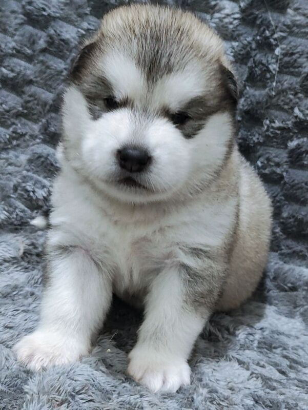 maggi saw - Private Seller on Malamute Owners - Image 1